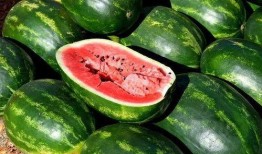 澳门吃瓜免费,免费吃瓜，畅享地道风味